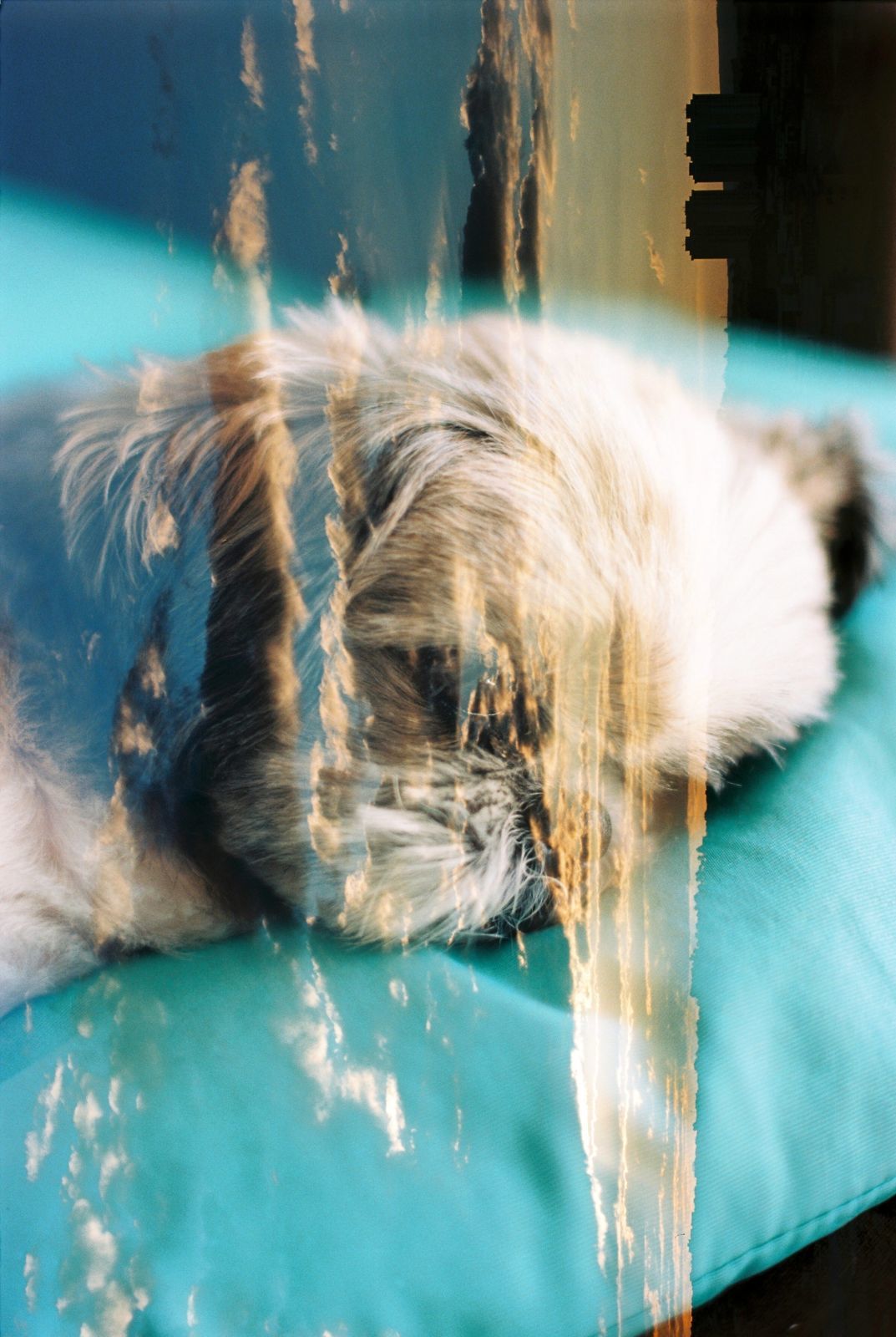 Foto Analogias da quarentena - Imagem 15